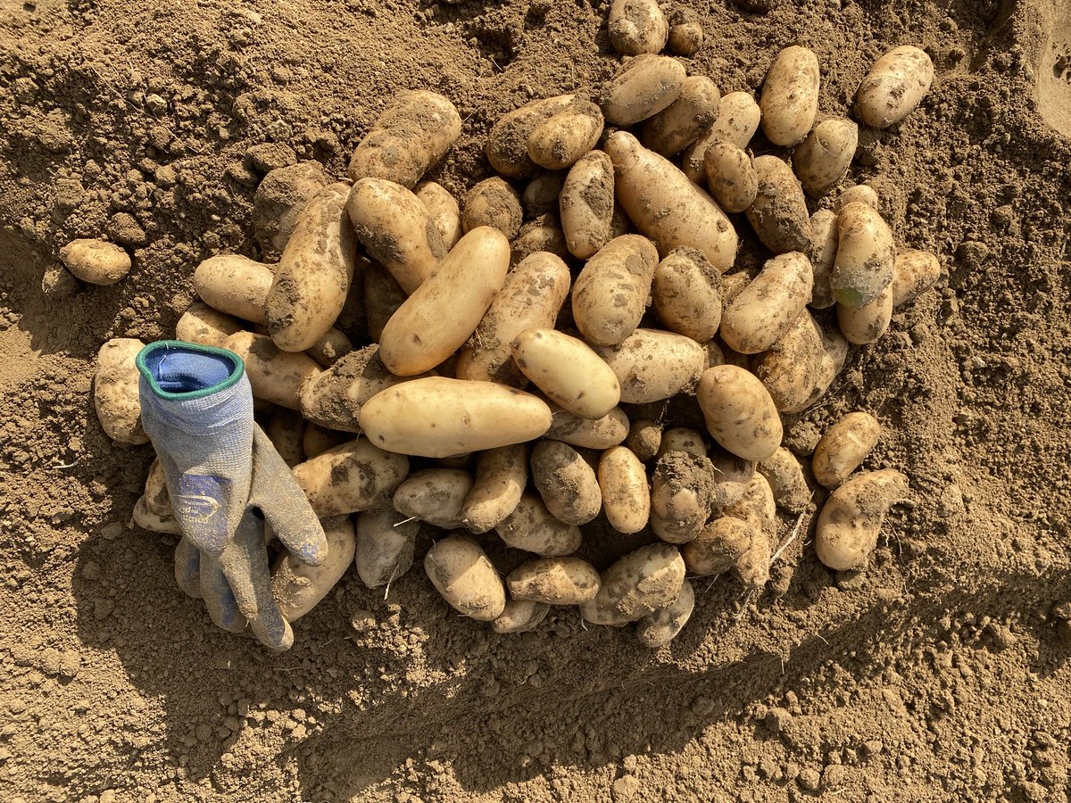 L’arrachage de nos trois champs d’essai « Comptoir du Plant » est terminé. Après une phase de notation au champ, la prochaine étape est l’analyse au laboratoire afin d’évaluer de manière plus approfondie les performances agronomiques et technologiques de ces nouvelles variétés.