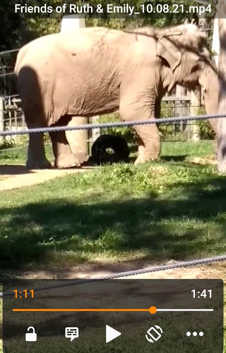 RetireRuthEmBPZ's tweet photo. Here's Emily a couple days ago. Lifting her right front and left rear feet in pain.
#pododermatitis or worse?
#RescueRuthandEmily https://t.co/geEC2BGjWh