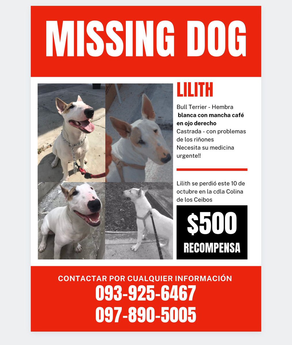 Lila_falcons's tweet photo. Su familia sigue buscándola 💔 Por favor su ayuda difundiendo. Se ofrece recompensa 🙏🏽 @RescateAnimalEC @AlertaMePerdi @alcaldiagye @luisantonio_r https://t.co/lOfUTmaVcO