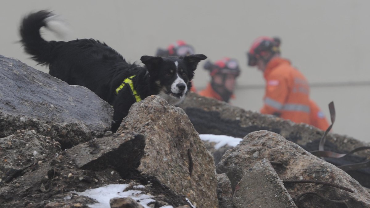 A black dog in the middle of snowy rubbles. Behind it, three people on orange security clothes.
