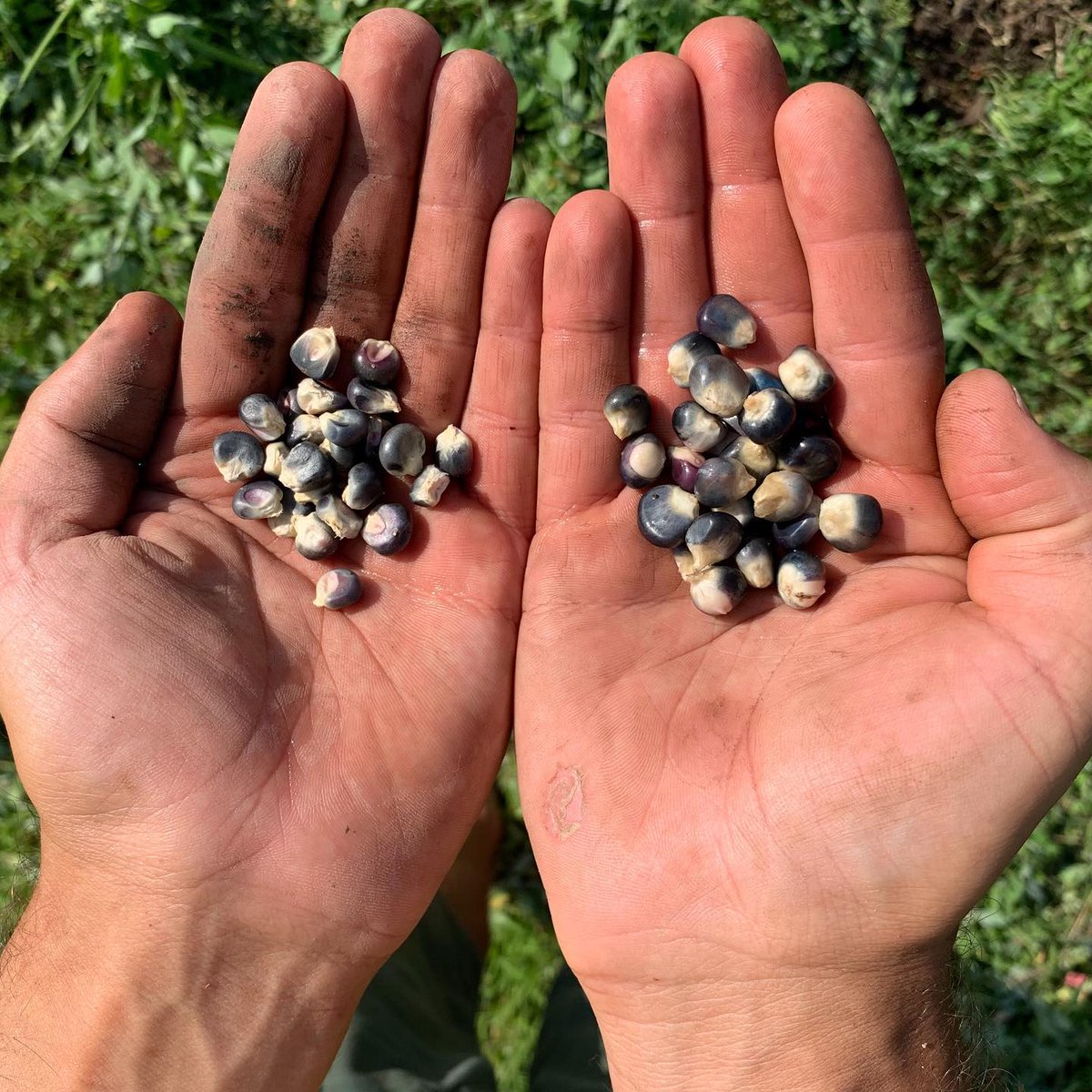Pantaleon Florez received SARE support to explore no-till growing methods of non-GMO, heirloom corn at Maseualkualli Farms in Lawrence, Kansas. 
northcentral.sare.org/news/kansas-fa…