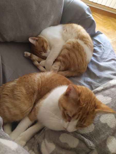 Adopta Daz tweet media