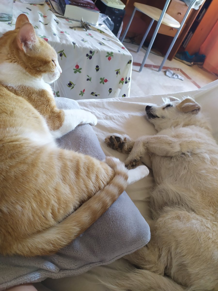 🐈 Parejitas preciosas en adopción 🐈

❤️ Eddie &amp; Musa❤️

¿Nos ayudas a encontrar una familia para ellos?

Estos hermanos tan requeteguapos son, además, inseparables. 

❤️❤️ Adopta y salva DOS vidas 😻😻
📧 defensanimalzamora@gmail.com