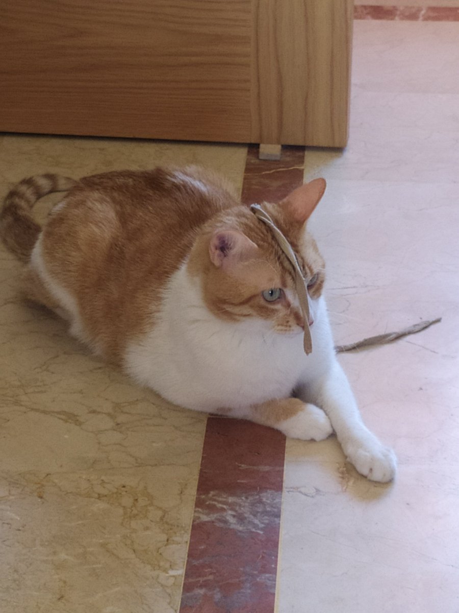 Adopta Daz tweet media