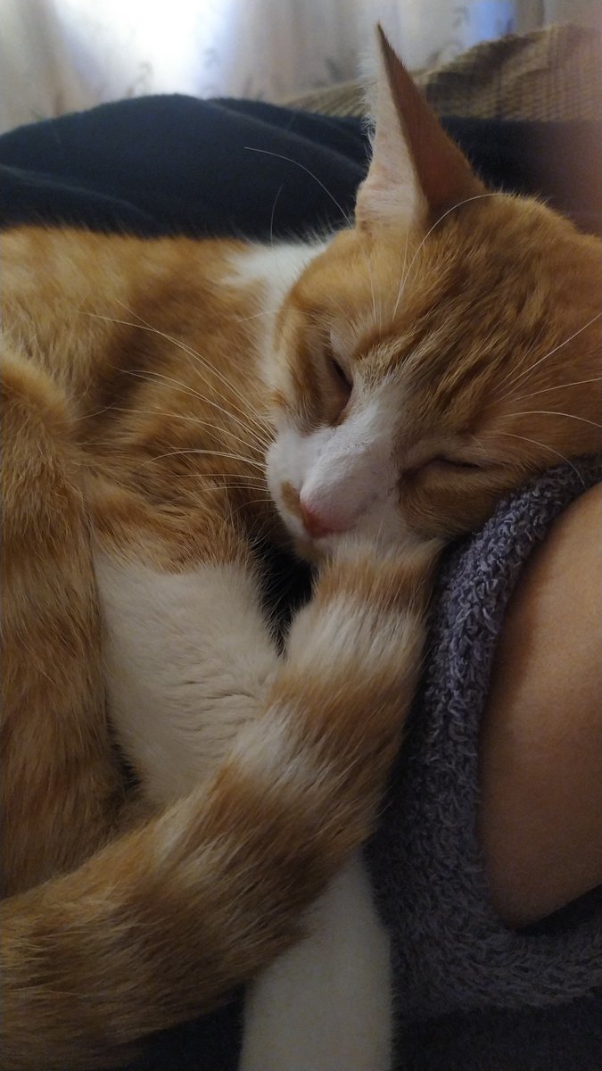 Adopta Daz tweet media