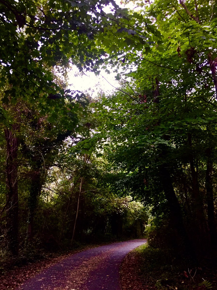 HobanGirl's tweet photo. And home past the old, old trunks and peak hour obliviously making its way home. Through the silent dusky wood and, hello, pup having a dip before snuggling into his bed for the day. #MtVernonTrail #Potomac #OldTown #Alexandria — making a slight detour to check on #LostDolly https://t.co/X3Aw9JFPVq