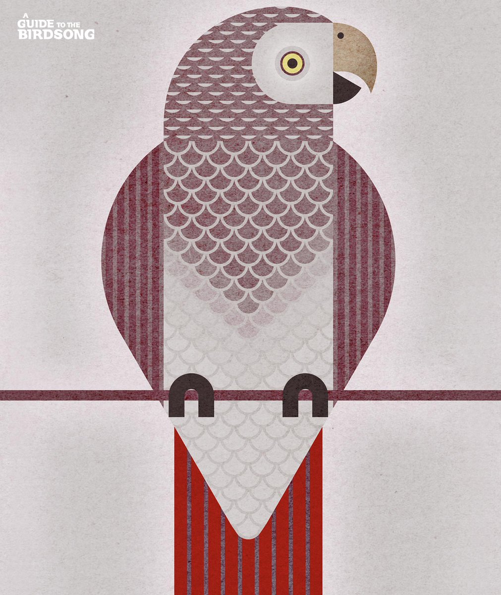 Meet the rising star of the Afro-House scene, <a href="/buruntuma/">Buruntuma</a> &amp; #BirdsongProject artist! He will be working with the song of the stunning #TimnehParrot. There is still time to support the project >>> bit.ly/3oVnUQk