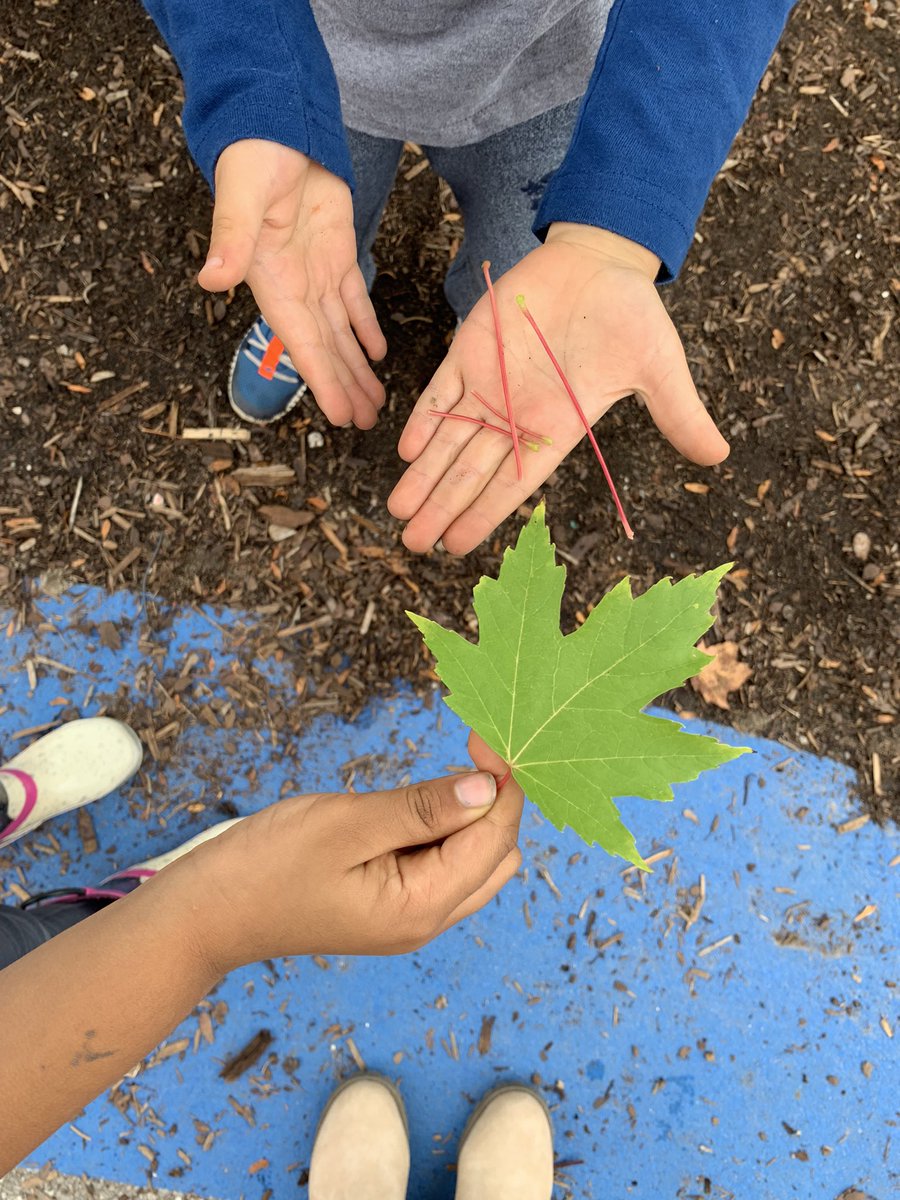 MsDsLearners's tweet photo. Our first day together was filled with exploration 🔍 
Math comparisons during outdoor play: thin vs wide, full vs empty and ordering objects from smallest to largest 🍁 https://t.co/NVZFue0LVJ