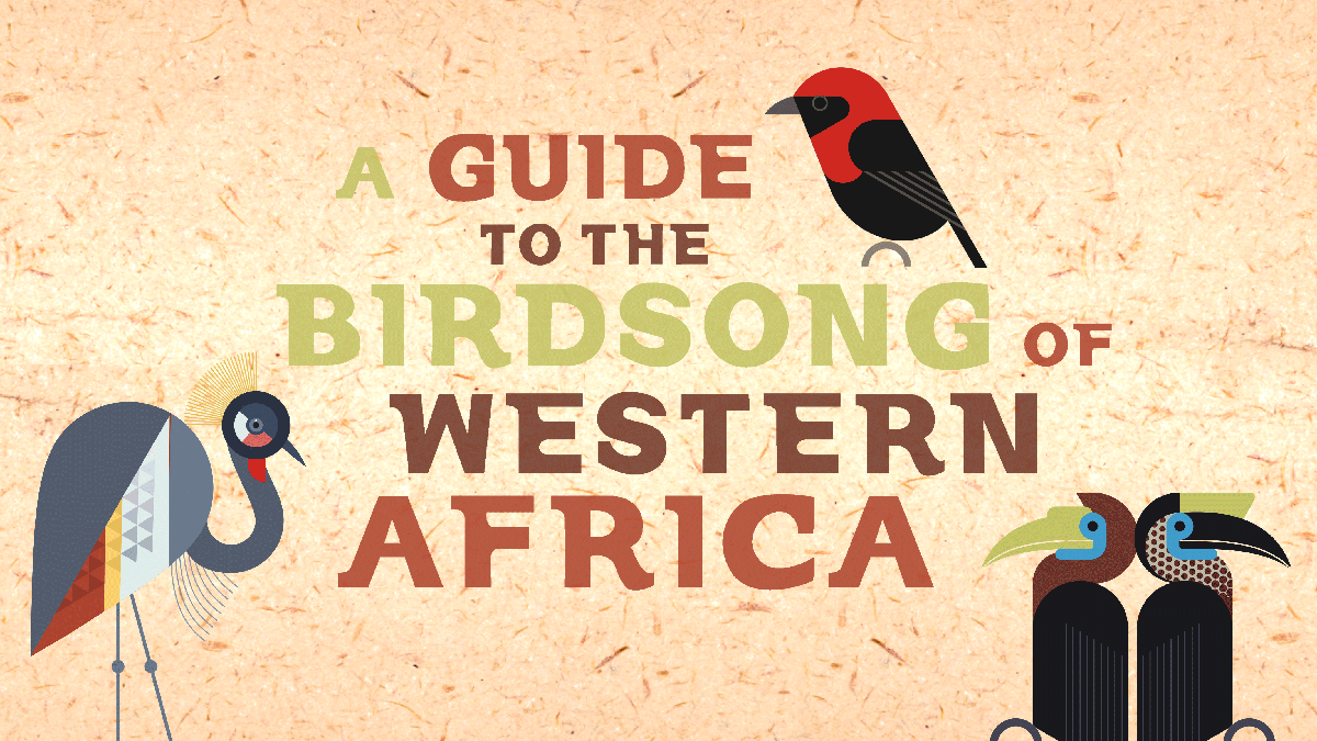 Just one week left on our #BirdsongProject crowdfunding to make "A Guide to the Birdsong of Western Africa"! Birds + amazing West African music, what's not to love? 🥰🐦🎶🥰 bit.ly/3iXf8xl