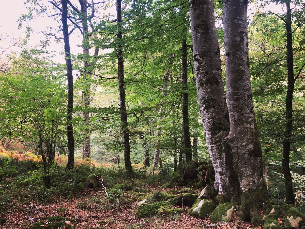gevia's tweet image. Parque Natural Saja Besaya ruta #ríobayones #Ucieda
#parquenaturalsajabesaya #Cantabria #flora #fauna #naturaleza #panelesdidácticos #rutasenfamilia #excursionesconniños