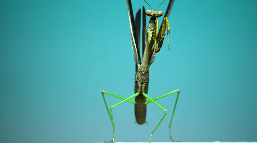thekidshouldsee's tweet photo. A Carolina mantis, beetles, and more #insects take off in #slowmotion, another excellent #AntLab #video by @DrAdrianSmith. 

📹 https://t.co/il3k65wP38 https://t.co/IH2kECVhnL