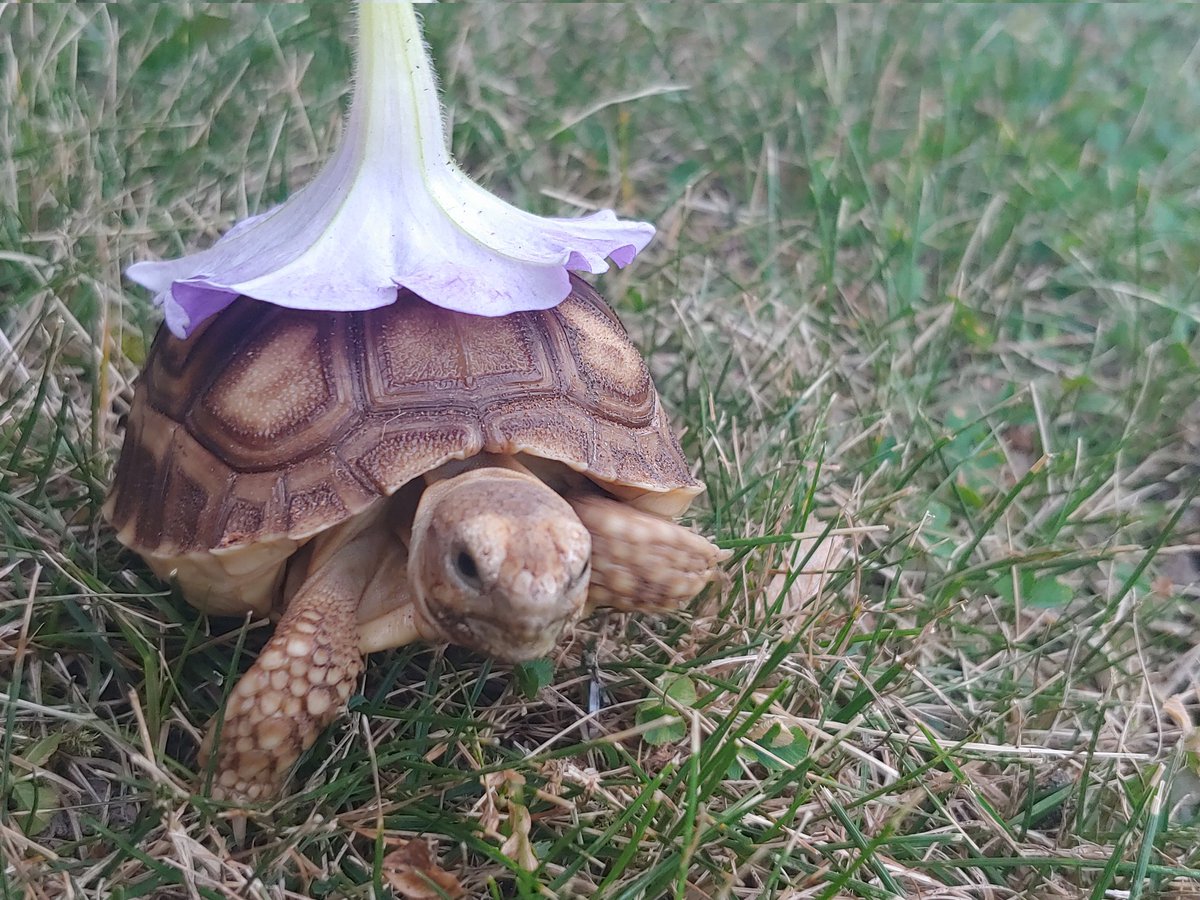 Never posted a picture of my young lad Orly. He is a big fan of critical role.
Credit to <a href="/matthewmercer/">Matthew Mercer</a>
And <a href="/CriticalRole/">Critical Role</a> for the name.
#CriticalRole #tortoise #DnD