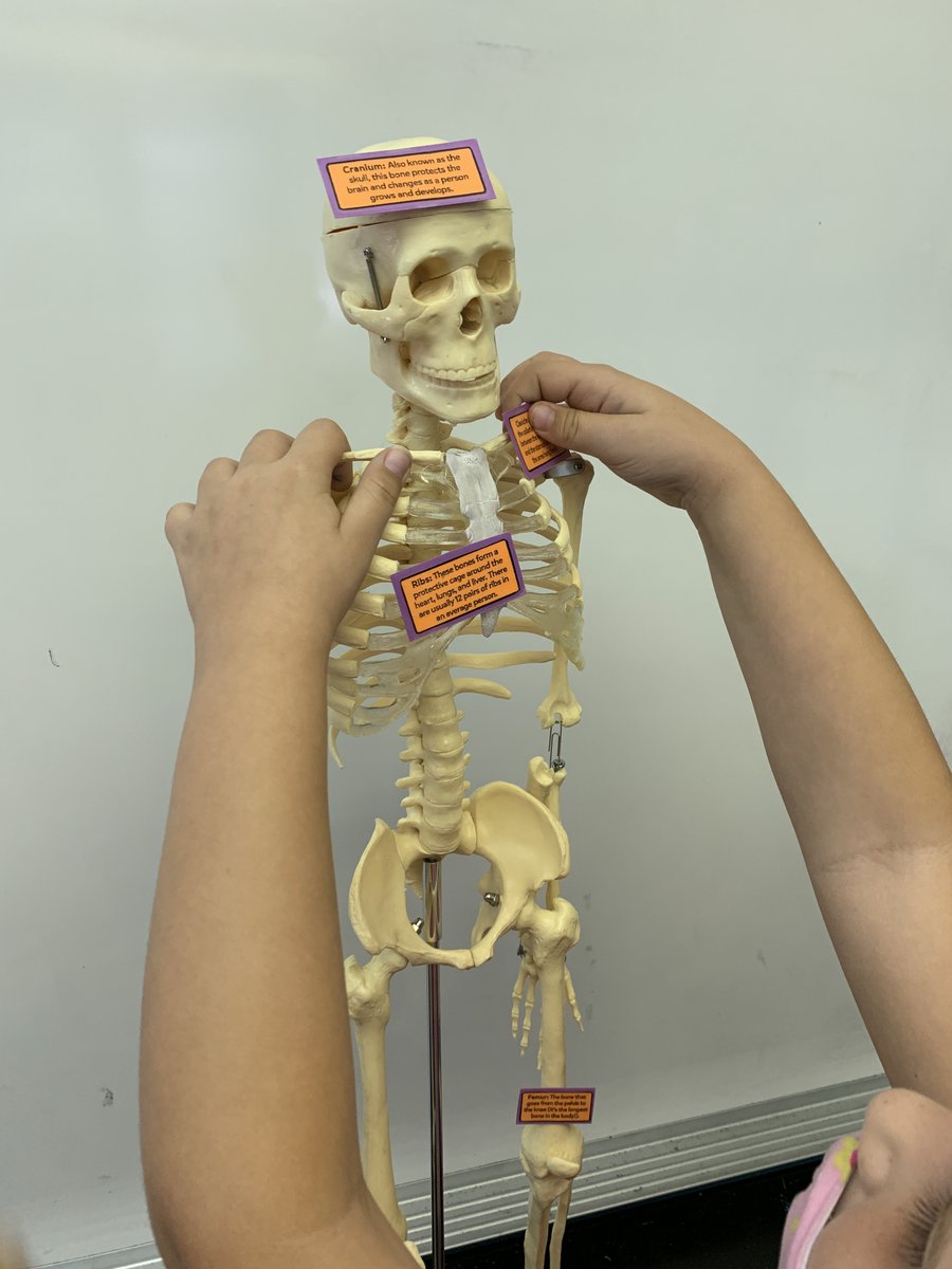 3rd Grade enjoyed amazing hands-on skeletal system activities provided by <a href="/RSSHorizons/">Horizons Unlimited</a> today!  Thank you to our RSS science specialists for making learning exciting and fun! #HorizonsUnboxed <a href="/ajspinn/">AJ Spinella</a> <a href="/anna_allman/">Anna Allman</a> <a href="/Ratledge3rd/">Casey Ratledge</a> <a href="/LaurenH21928372/">Lauren Holland</a> <a href="/JenniferWarden5/">Jennifer Warden</a>  @RES_halexander