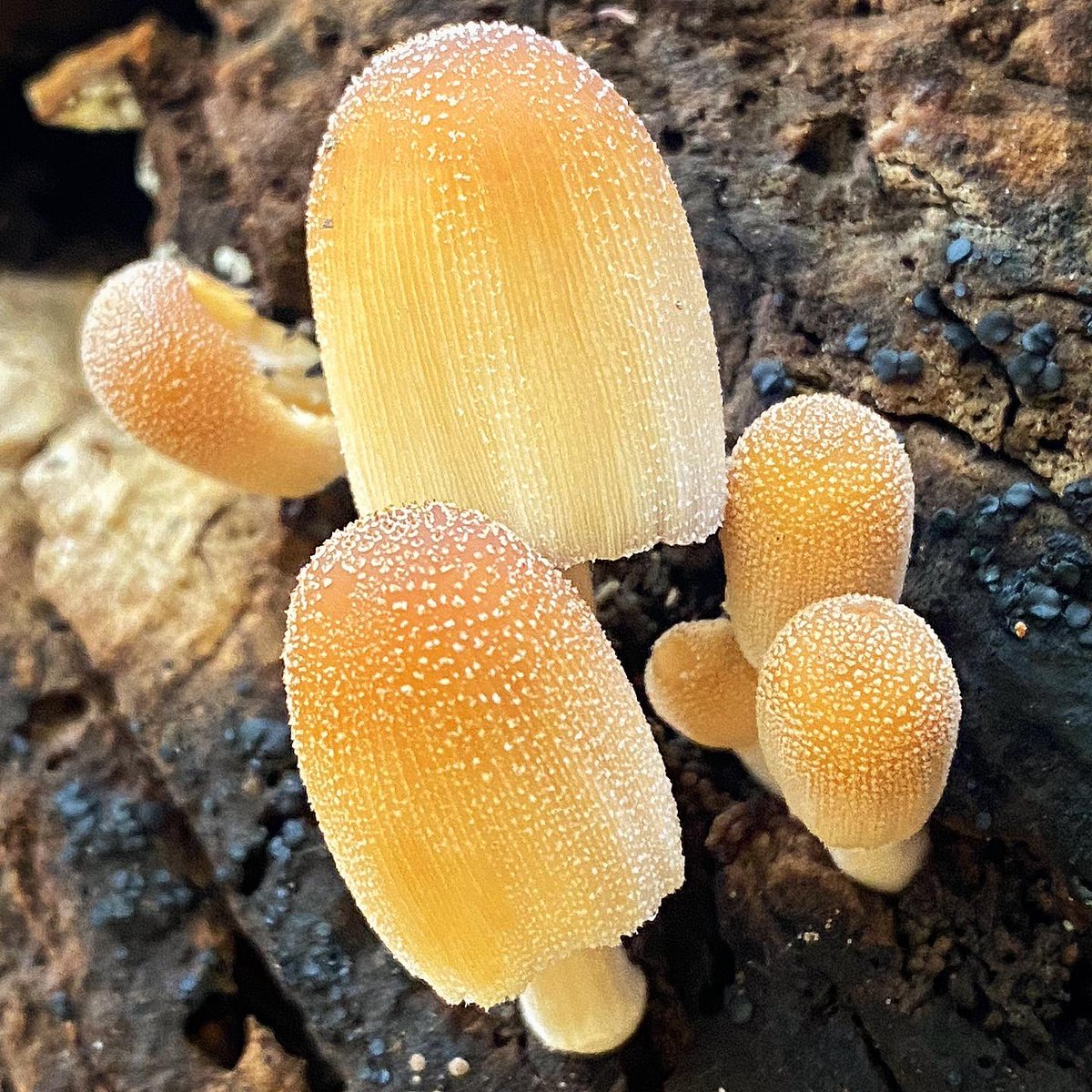spore_stories's tweet photo. It’s fall &amp; mica caps are fruiting by the oodles (froodles? 🤔). These pretty little shrooms go from gorgeous to goo in a matter of hours. Coprinellus micaceus #mushrooms #mushroomtwitter #NaturePhotography 
Read about em @MegMaddenDesign on Instagram! https://t.co/wz7a5ydAcD https://t.co/8FyeFT7iTu