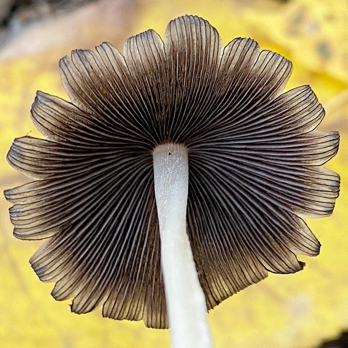 spore_stories's tweet photo. It’s fall &amp; mica caps are fruiting by the oodles (froodles? 🤔). These pretty little shrooms go from gorgeous to goo in a matter of hours. Coprinellus micaceus #mushrooms #mushroomtwitter #NaturePhotography 
Read about em @MegMaddenDesign on Instagram! https://t.co/wz7a5ydAcD https://t.co/8FyeFT7iTu