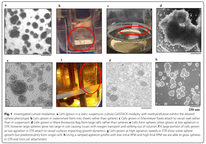 Scientists <a href="/DiscGenics/">DiscGenics</a> are developing an allogeneic #celltherapy for the treatment of lumbar disc degeneration comprised of discogenic cells, that are grown in a sphere configuration.

#stemcell #academictwitter #phdlife #cellculture

Read more: ow.ly/tZI050Gqe2L
