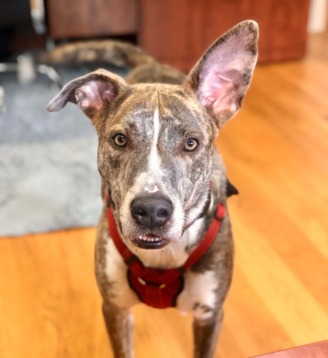 ArachnidWorks's tweet photo. It's #NationalGumboDay, so here's a picture of one of the beloved AW dogs, Gumbo!
... Are we doing this right?
#AWDogs #WeAreAW https://t.co/hgbK6tVBfI