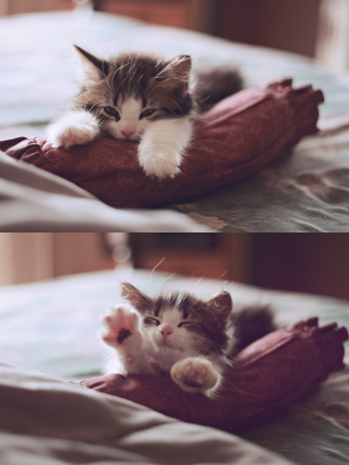 Todo Dia Gatinhos 🐾 tweet media