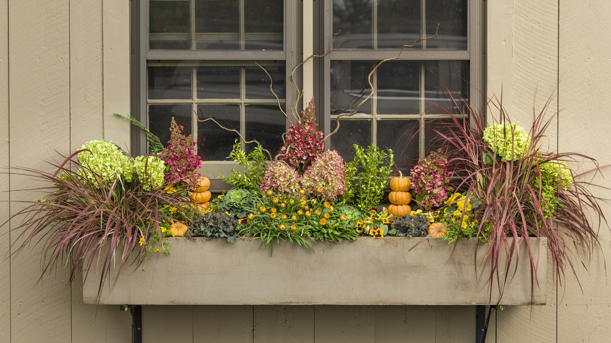 Proven_Winners's tweet photo. Chartreuse & pink join forces in this funky #fall #windowbox that's loaded with texture. What a fun way to showcase your cut #hydrangea blooms! Throw in some ornamental cabbage, pansies & mini pumpkins for just a touch of classic #autumn flavor.
#fallcontainers #fallgarden https://t.co/IZcpCTw8dy