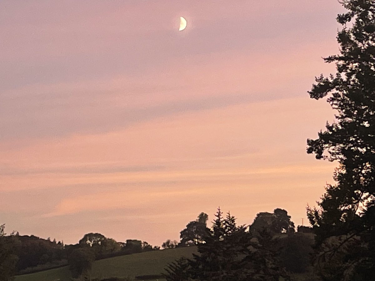 edgeofthemoor's tweet photo. Another beautiful evening moon over #Dartmoor - i wonder if the tortoise tree is trying to reach it? https://t.co/VUmvWKHqvi