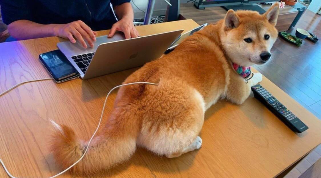 TDogewhisperer's tweet photo. We reached an all time high of #dogecoin nodes running the latest update 1.14.4

Awesome work by the community!

Latest $doge node count is: 1,005 

More will be needed to keep the network stable, secure &amp; prepared for growth. Keep it up! https://t.co/SBKGjzESnR