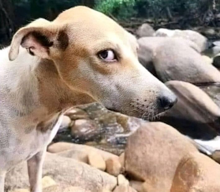 kuranguoffl's tweet photo. எல்லாம் சரி. அந்த ஒத்த ஓட்டு போட்ட நாய கண்டுபிடிக்கனும் https://t.co/Rlt1XhRv87