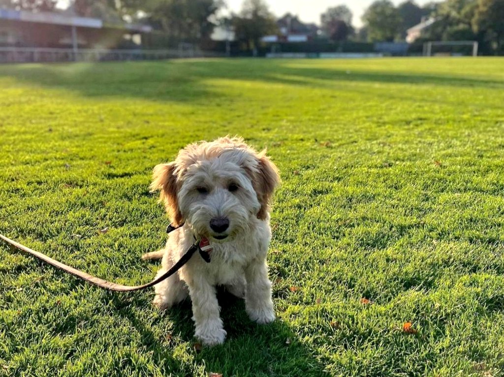 sportplatzhunde's tweet photo. Das war am Wochenende wohl der letzte warme Spieltag für die nächsten Monate. #TibetDoodle Fiete (4 Mo.) hat ihn beim FC #Oeding so richtig genossen.🌞 https://t.co/M83BvIqLp8