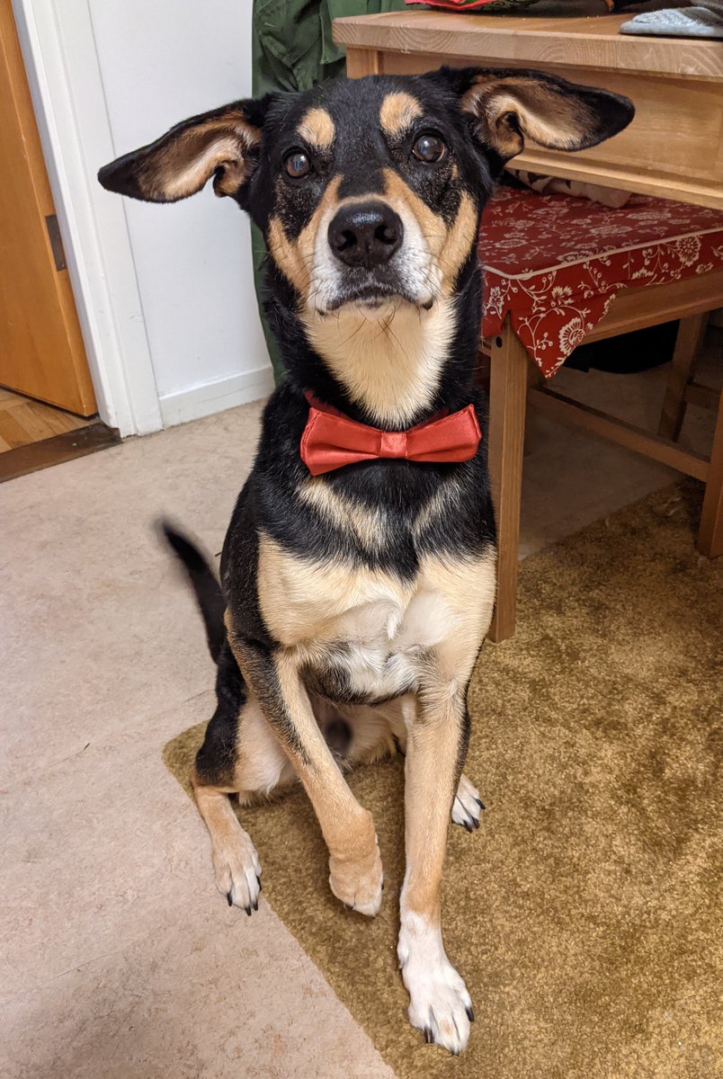 Sprout_Loud's tweet photo. Happy 10th Birthday to my very handsome lad, Sirius. A full decade and a full hemisphere away from where we started. Many smooches and treatos for my bestest good boy today 💕 #dogs #HappyBirthday https://t.co/Im0AdNXZYh