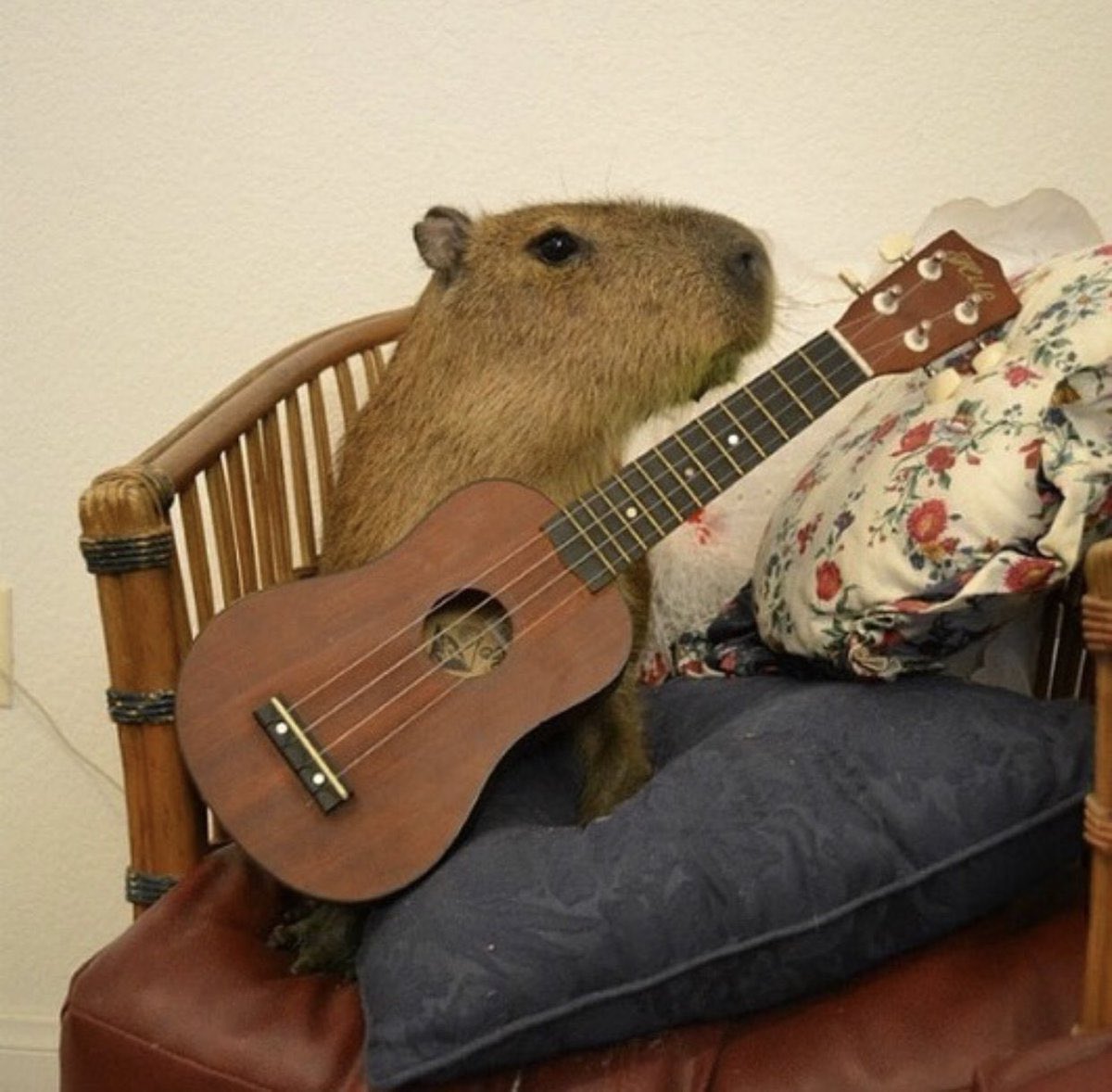 CAPYBARA_MAN's tweet photo. https://t.co/lpBfjv3WHV