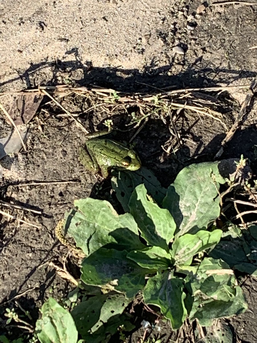 David__Amodeo's tweet photo. Exploring new habitats in the outdoor classroom. 🕵️♀️ #sciencesleuth #ourlittlegreenfriend @StDanielComboni https://t.co/fBGbtsYqxS