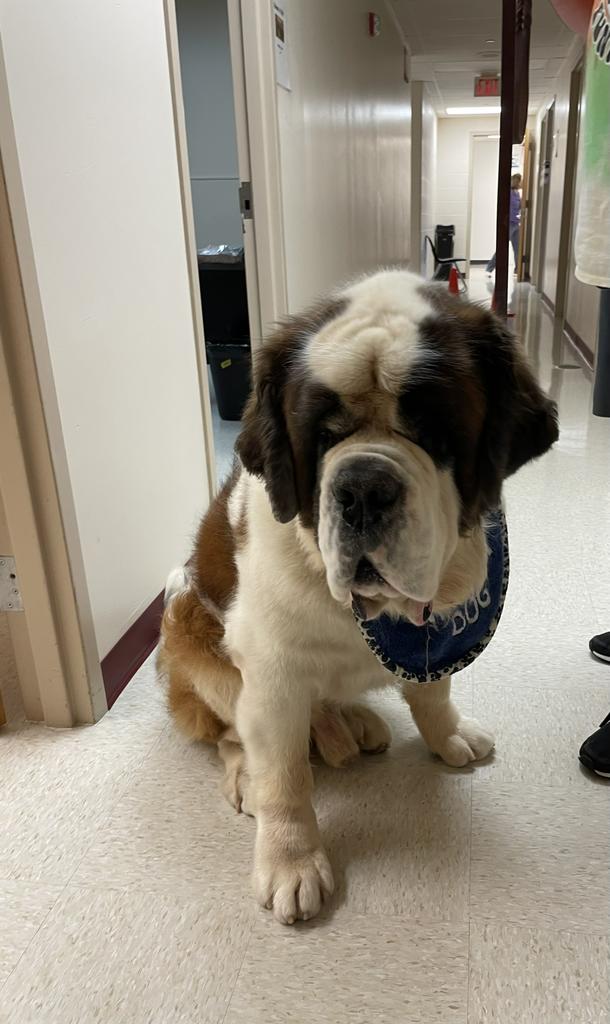Yeah!  Dog Therapy in our School!  We love our special visitor!