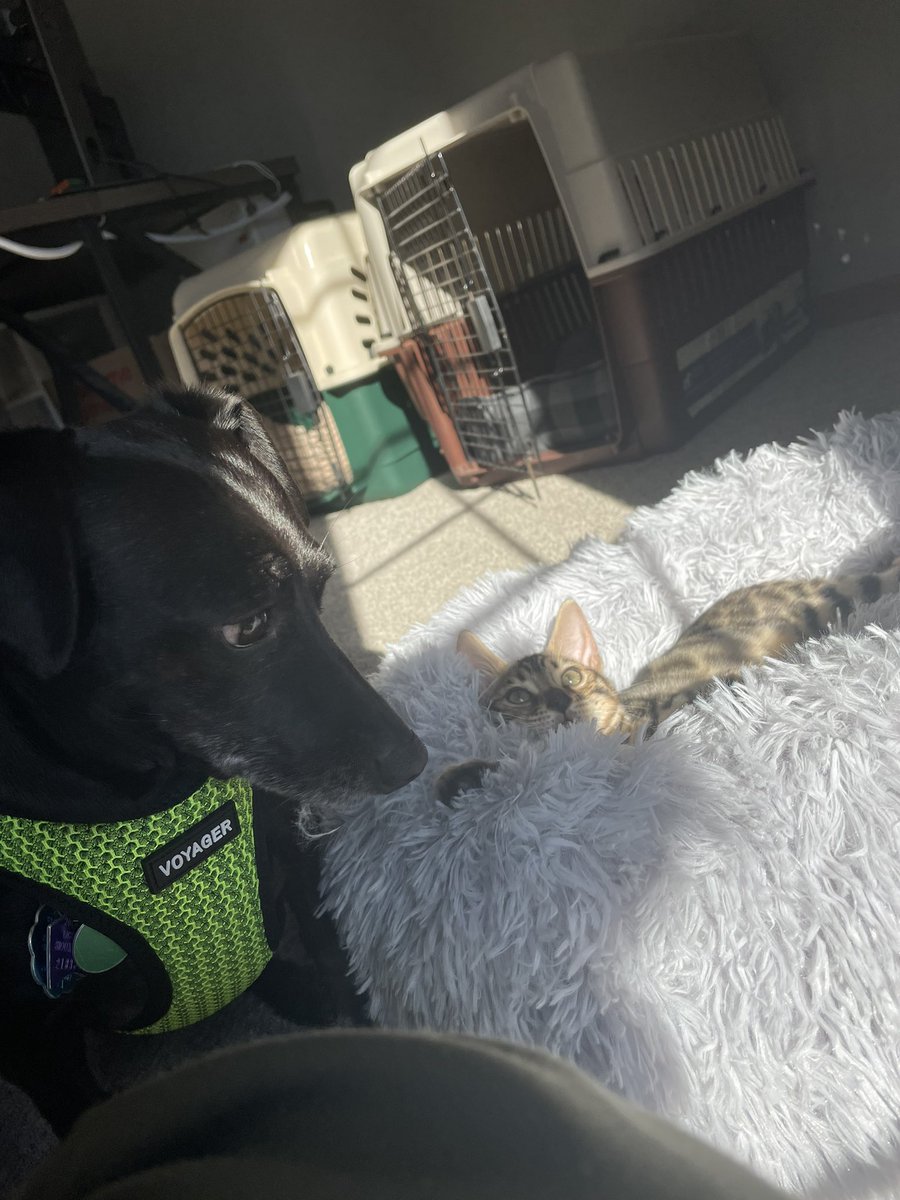 Pup sis said hi! And the sun is warm! But she do a concern? 

Is she jealous of the fluff bed?
#CatsOfTwitter