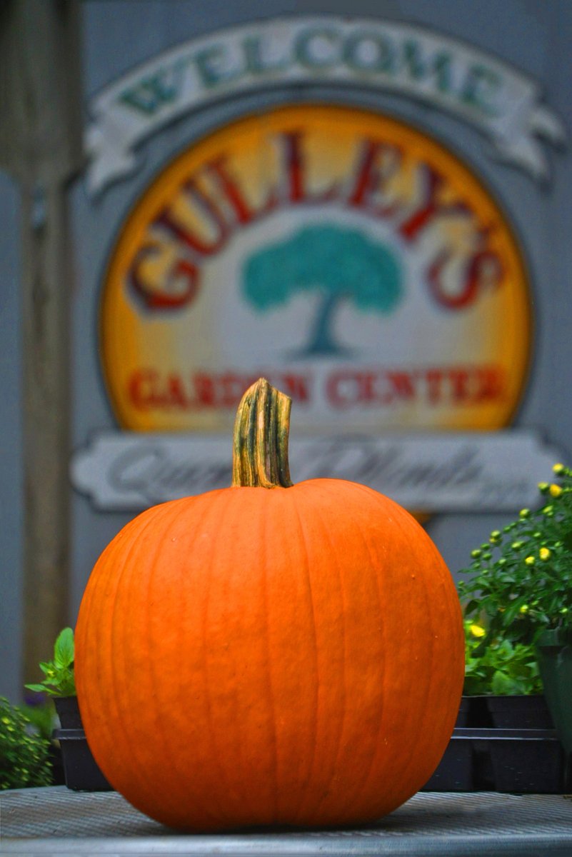 Gulley's Garden Center Inc.🌳🎃
#October2021
Photo By: Joseph Hill🙂📸🎃

#GulleysGardenCenter🌳🎃 #plantnursery #gardencenter #garden #plants #pumpkin #pumpkinseason #Autumn #autumnvibes #SouthernPinesNC #October