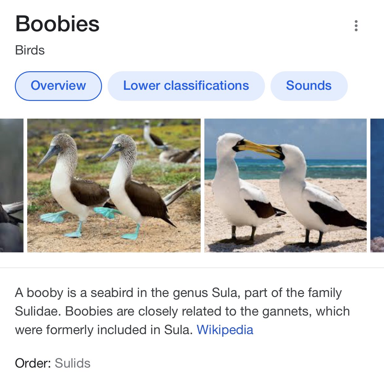 Booby - Wikipedia