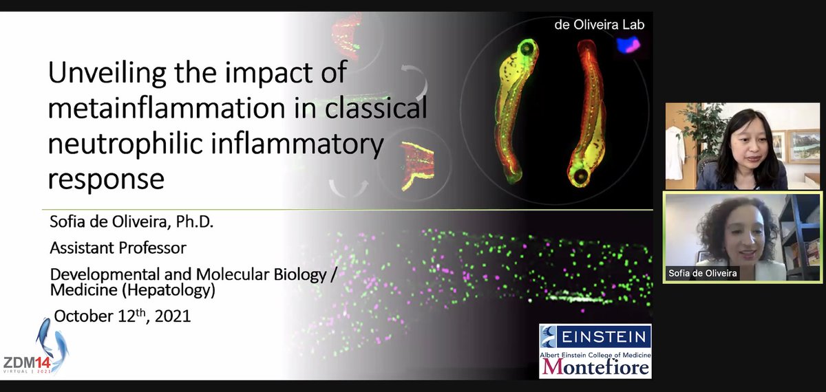 ritafior's tweet photo. #ZDM14 @sloliveira talk starting now! π€©amazing work! #zebrafish π #zdms https://t.co/brq8GSiHdy