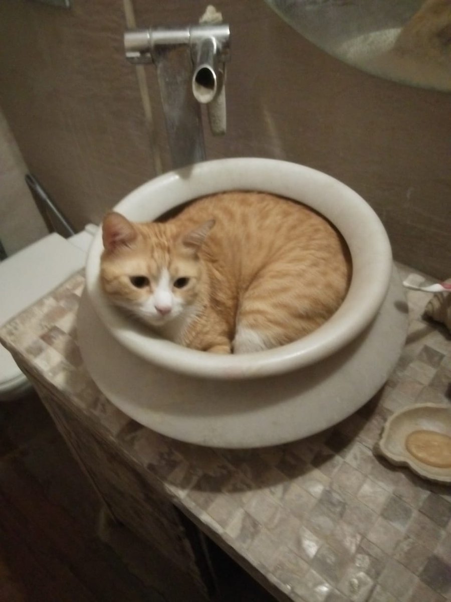MrPixieTheCat's tweet photo. It's Time To Get Fresh ! #CatsOfTwitter  #CatsOnTwitter #catsofinstagram #CatsLover #cats https://t.co/jK53lAgUxO