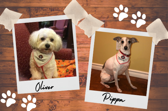 CoqLibrary's tweet photo. Do you have a reluctant reader? If your child is worried about reading aloud, have them read to one of our friendly dogs, Oliver or Pippa! 🐶 PAWS 4 Stories starts Oct 19. Register now: https://t.co/MndS5V4BIG https://t.co/cFW7MiaKV4