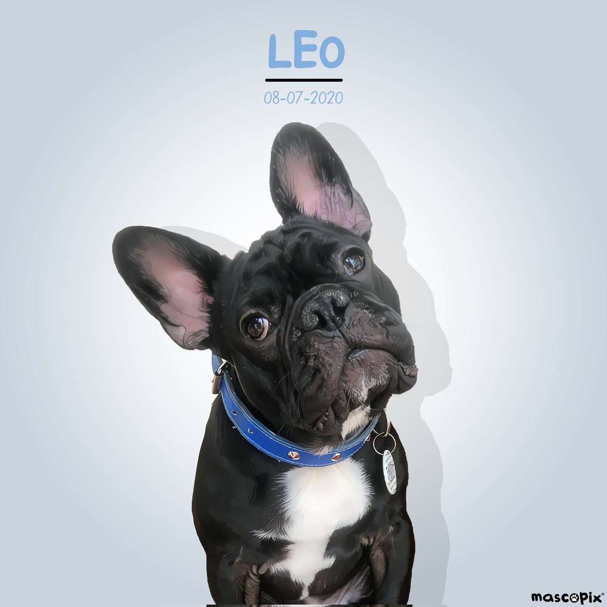 mascopix's tweet photo. LEO, nuestro Bulldog Francés de hoy!

Te gustaría tener el Retrato de tu Mascota?...en @mascopix te lo enviamos a casa gratis...¡envianos un mensaje!

#mascopix #amormascotas #retratomascota #amordeaninales #perros #mascotas #bulldog #animalesinstagram #bulldogfrances https://t.co/vEj8Cbpuct
