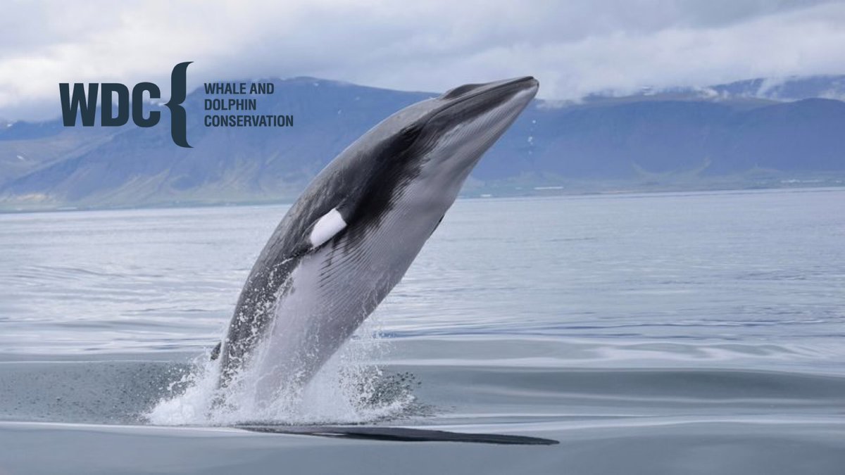 mikecoulson48's tweet photo. Net zero – why Norway’s pointless and cruel hearing experiments on minke whales must be scrapped https://t.co/L1nDVHDwyi via @whalesorg
Prime Minister Erna Solberg: Tell Norway’s government to stop cruel whale experiments - Sign the Petition! https://t.co/SI0rk7Yq7o https://t.co/g31IDzpMOZ