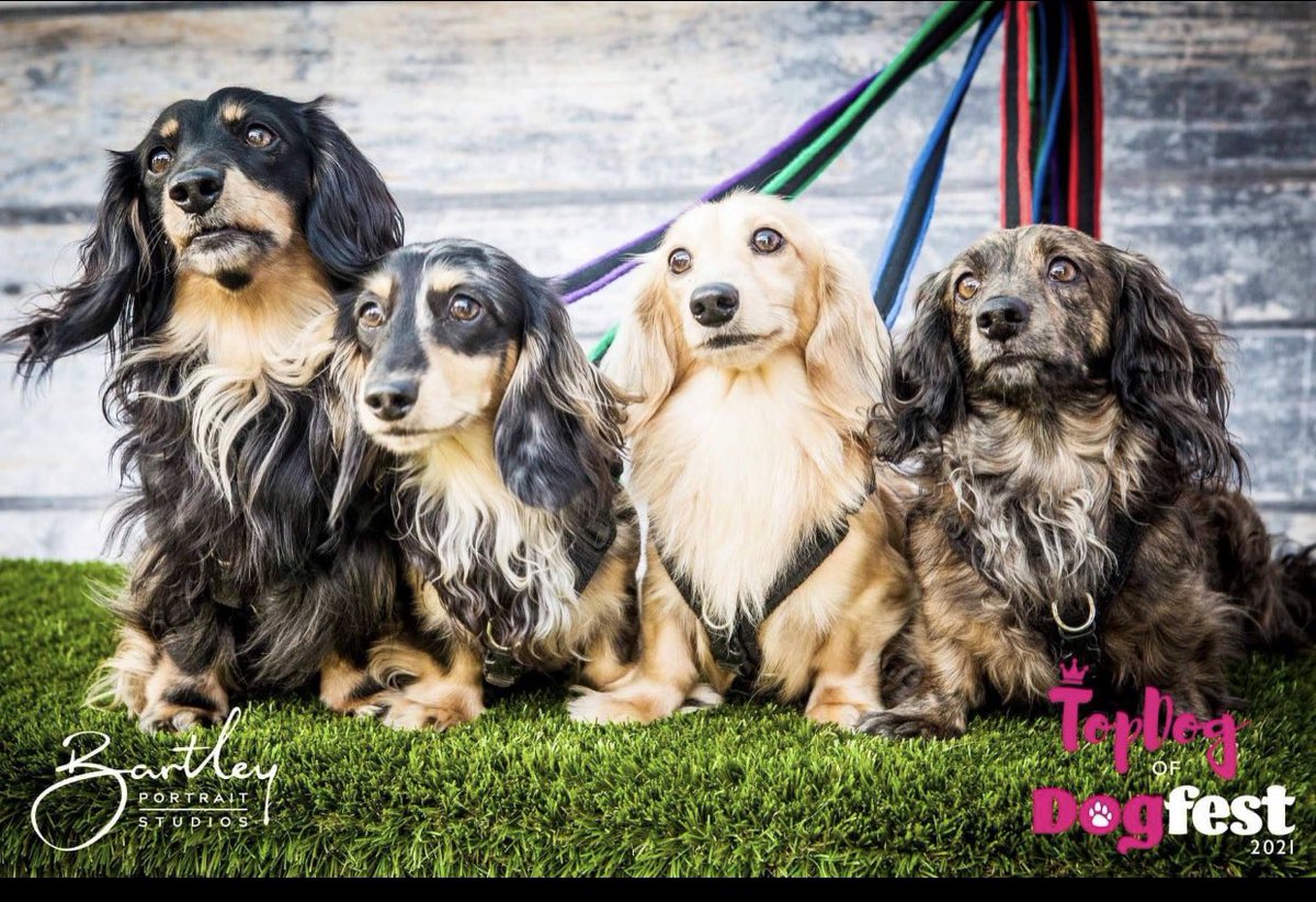 longhaireddach's tweet photo. We had a great time at #dogfest north @DogfestUK https://t.co/dfrMQ4tDv4