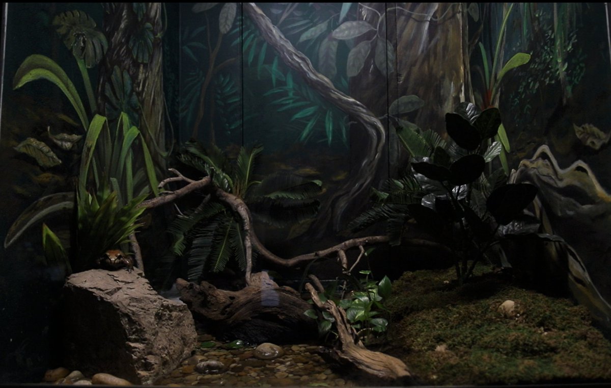 GladysPorterZoo's tweet photo. Find the frog! 🐸
The smoky jungle frog is native to the rainforests of Central and South America. They live near slow-flowing streams and swamps and are most active at night. 

#GPZoo #worldrainforestweek #smokyjunglefrog #amphibian https://t.co/fIUl1tk9R7