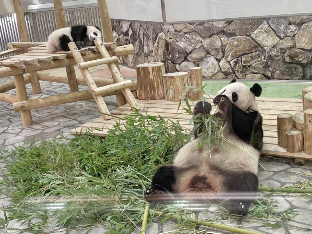 パンダかわいい Twitter Search Twitter