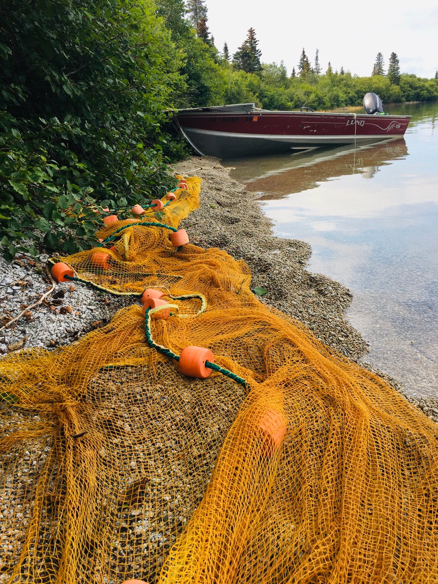 CurryCunningham's tweet image. Sometimes it helps to have your fieldwork partners look over your shoulder while you record data, to double-check errors.  #ScienceDog @UAFcfos