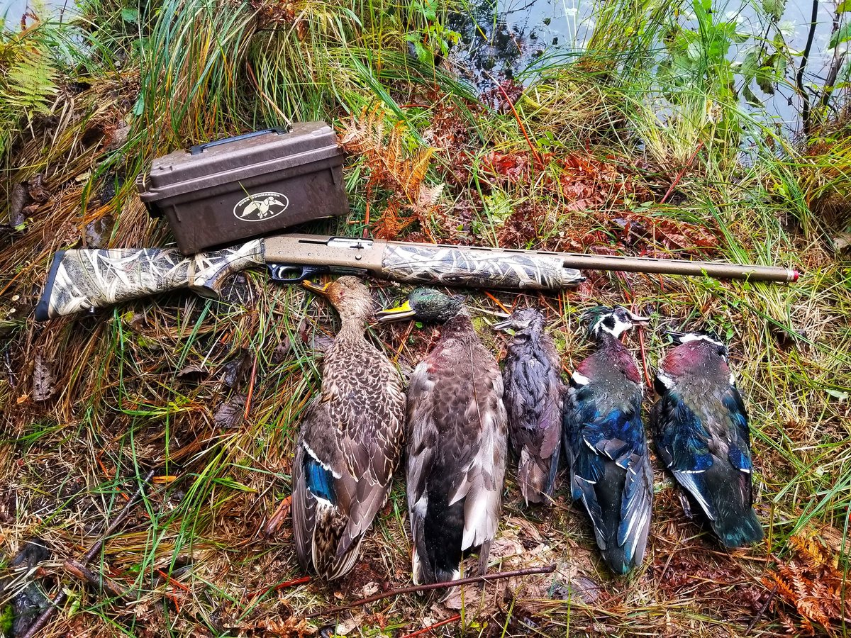 LowellMiller17's tweet photo. Had a great morning out with my buddy Rich, I made 3 of the best shots I've ever made, definitely excited to share this adventure! #LToutdoors #michiganoutdoors #waterfowlhunting #duckhunting #mallards #woodducks #LSCustomCalls https://t.co/S4gzy02yml