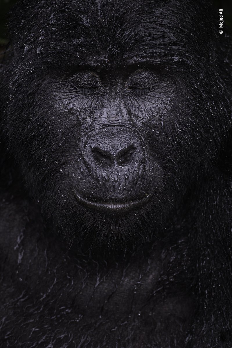 Portrait of a gorilla
