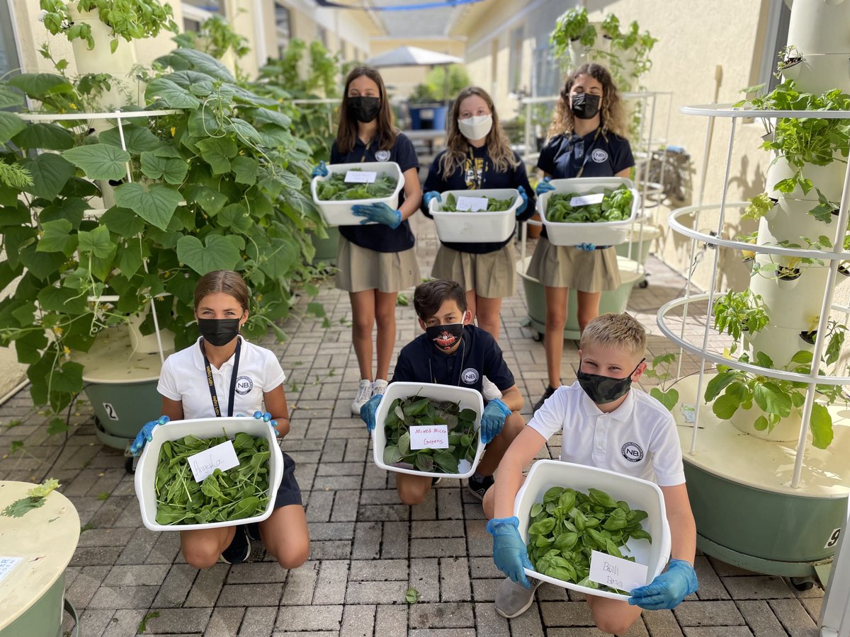 vhopekennedy's tweet photo. Garden elective today harvested Basil, Arugula, and mixed micro-greens for the school’s cafeteria. ⁦@FlikISDining⁩ ⁦@NbpsChristina⁩ ⁦@NBPSEagles⁩ ⁦@FoodMilesMatter⁩ ⁦@NAEducation⁩ ⁦@OfficialNGSS⁩ ⁦@BrowardSTEM⁩ https://t.co/lWBDzEtO3D