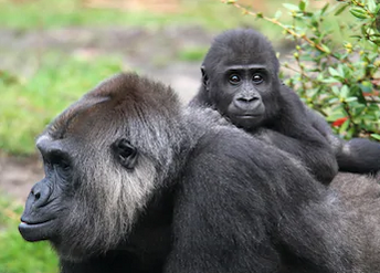 gorilla_tiny's tweet photo. https://t.co/TQls6Eanad