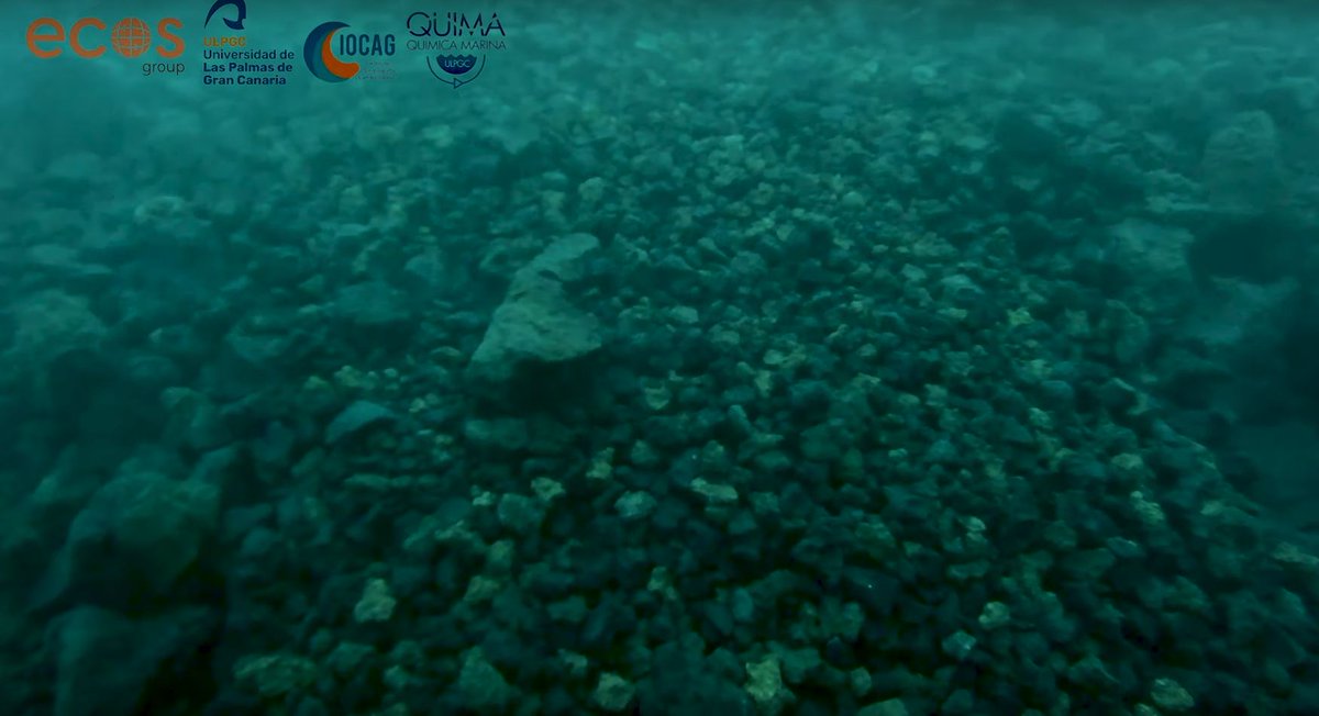 EFE Canarias tweet media