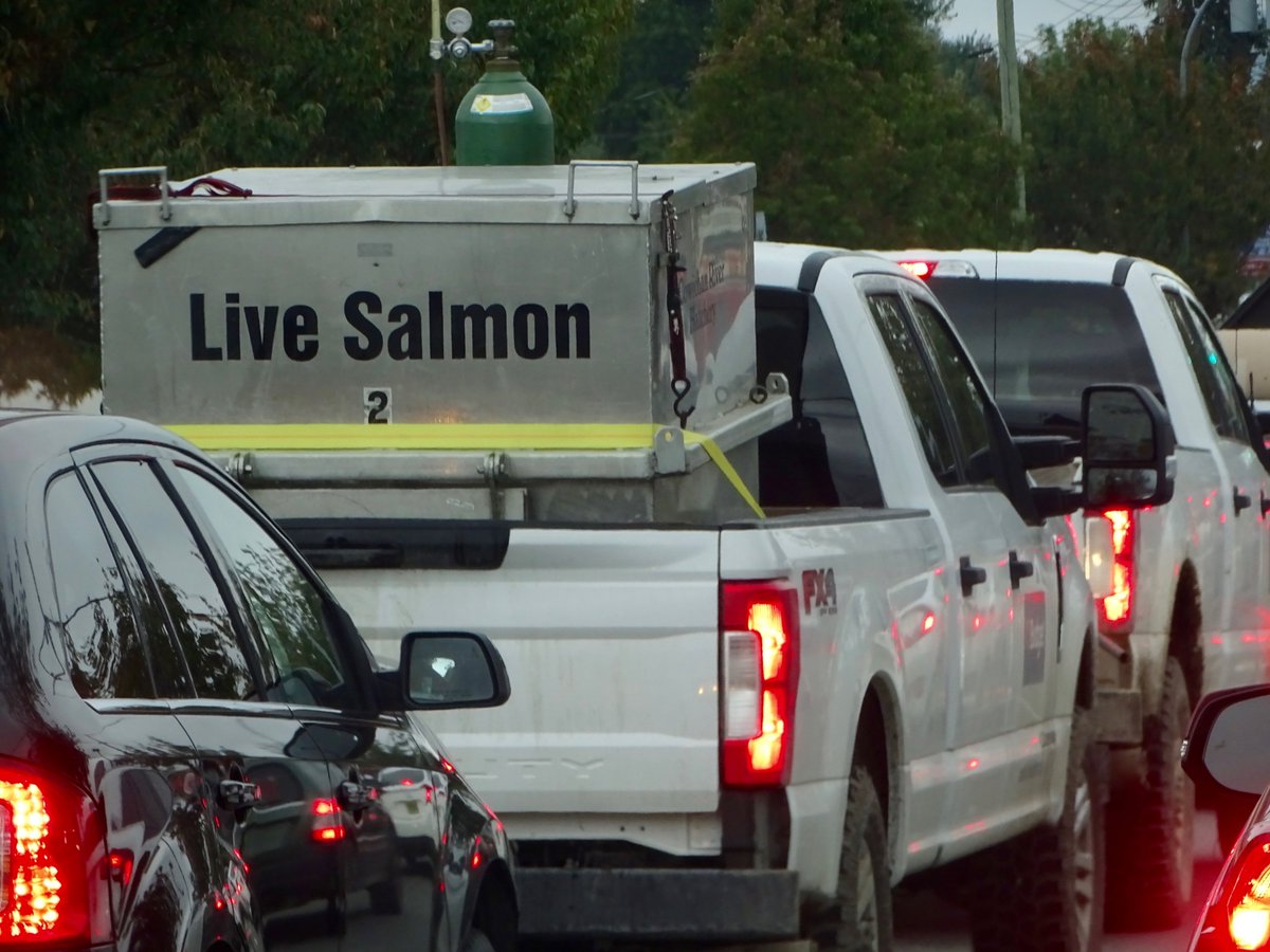salmonskyview's tweet photo. Spotting salmon in the most expected and unexpected places near the Cowichan River #SpawningSalmon #SalmonEnhancement #STEAM #OutdoorEd @strong_nations https://t.co/TmtHuj3bD2