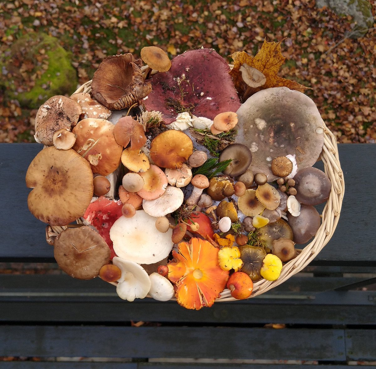 MycoMagus's tweet photo. It's amazing what you can find hidden among the leaves.. 🍂 https://t.co/B0e8X3lCxZ